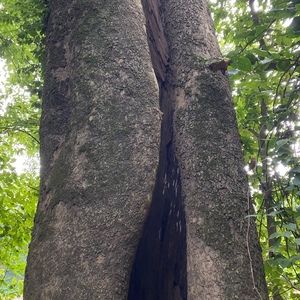 Meet your Posher, Opal